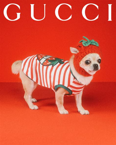 gucci designs animals|gucci pets.